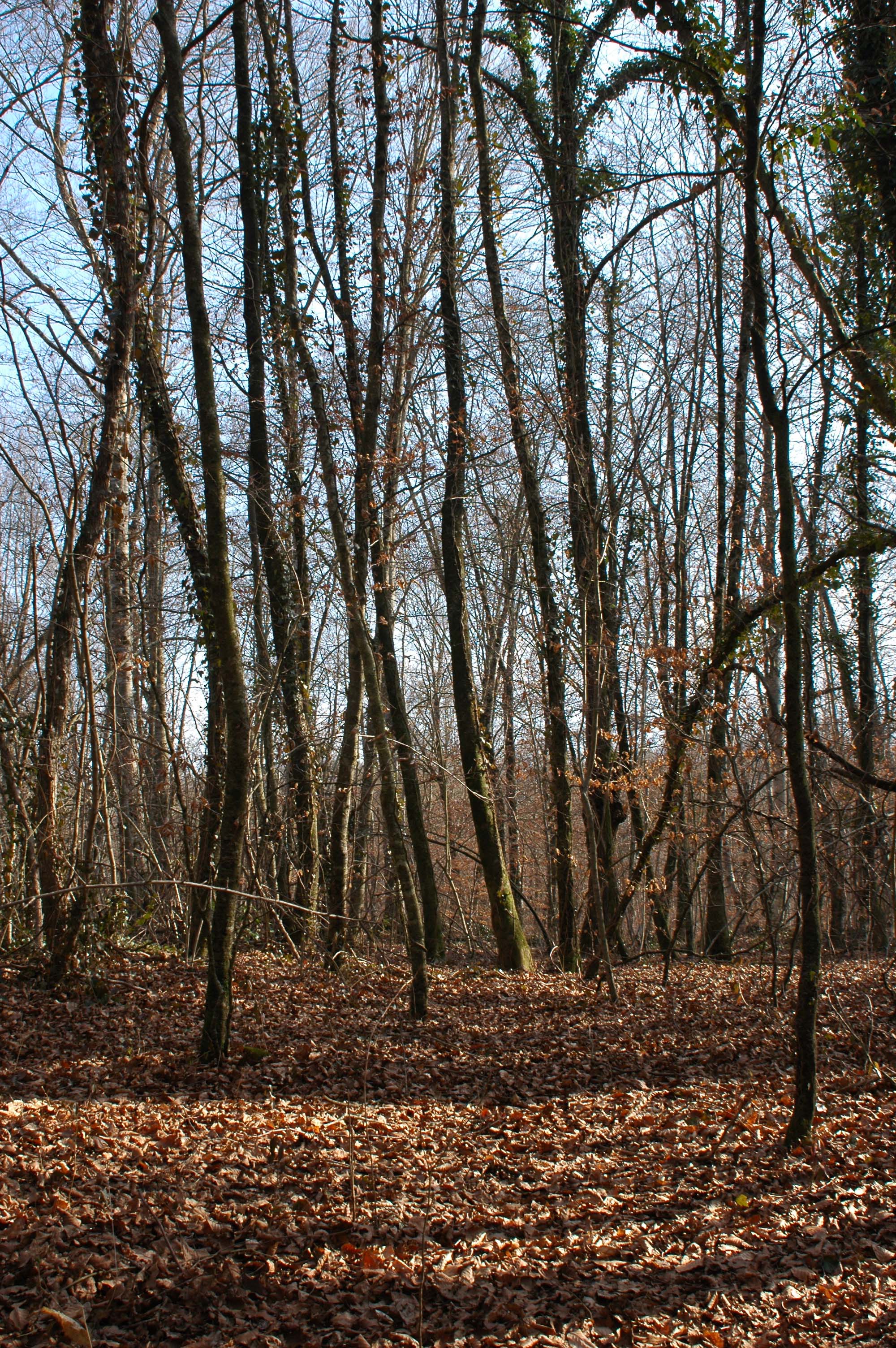 41 - Girona - parque natural de la zona volcanica de la Garrotxa - reserva natural de la fageda d'Jorda